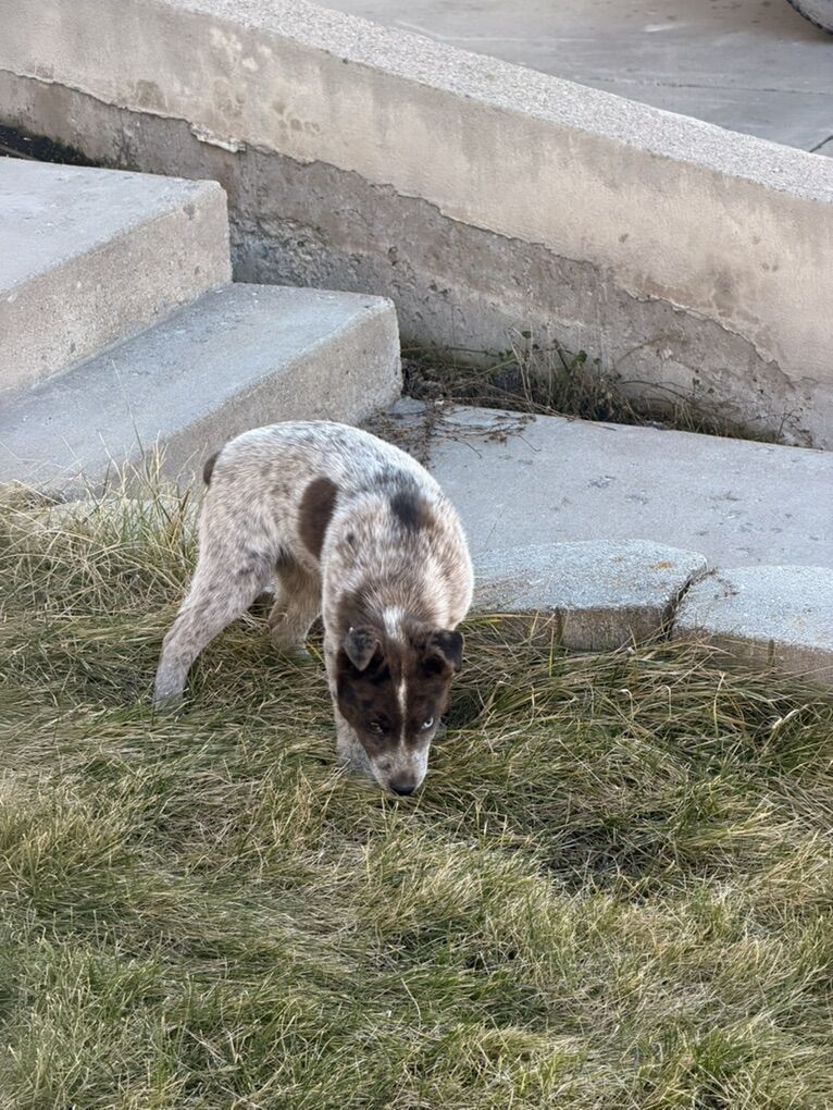 Male Blue Heeler Puppy