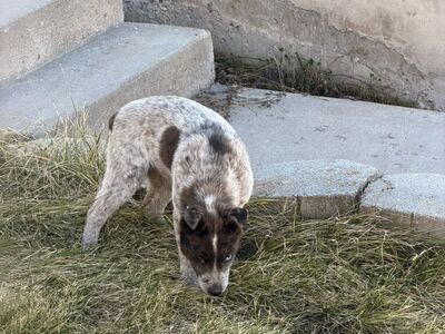 Male Blue Heeler Puppy