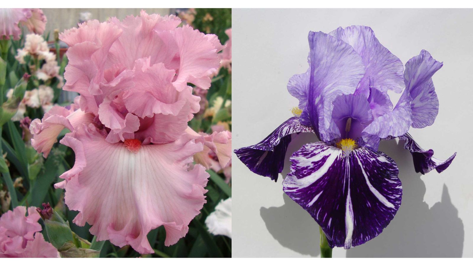 Free Isis Flower Shows will be held on 9 May and 16 May