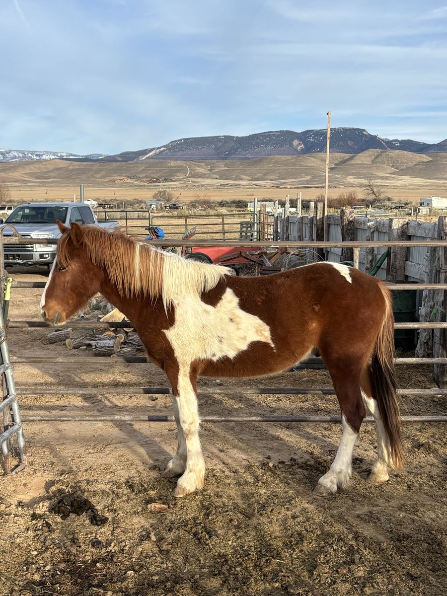 2 year old gelding