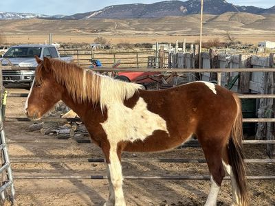2 year old gelding