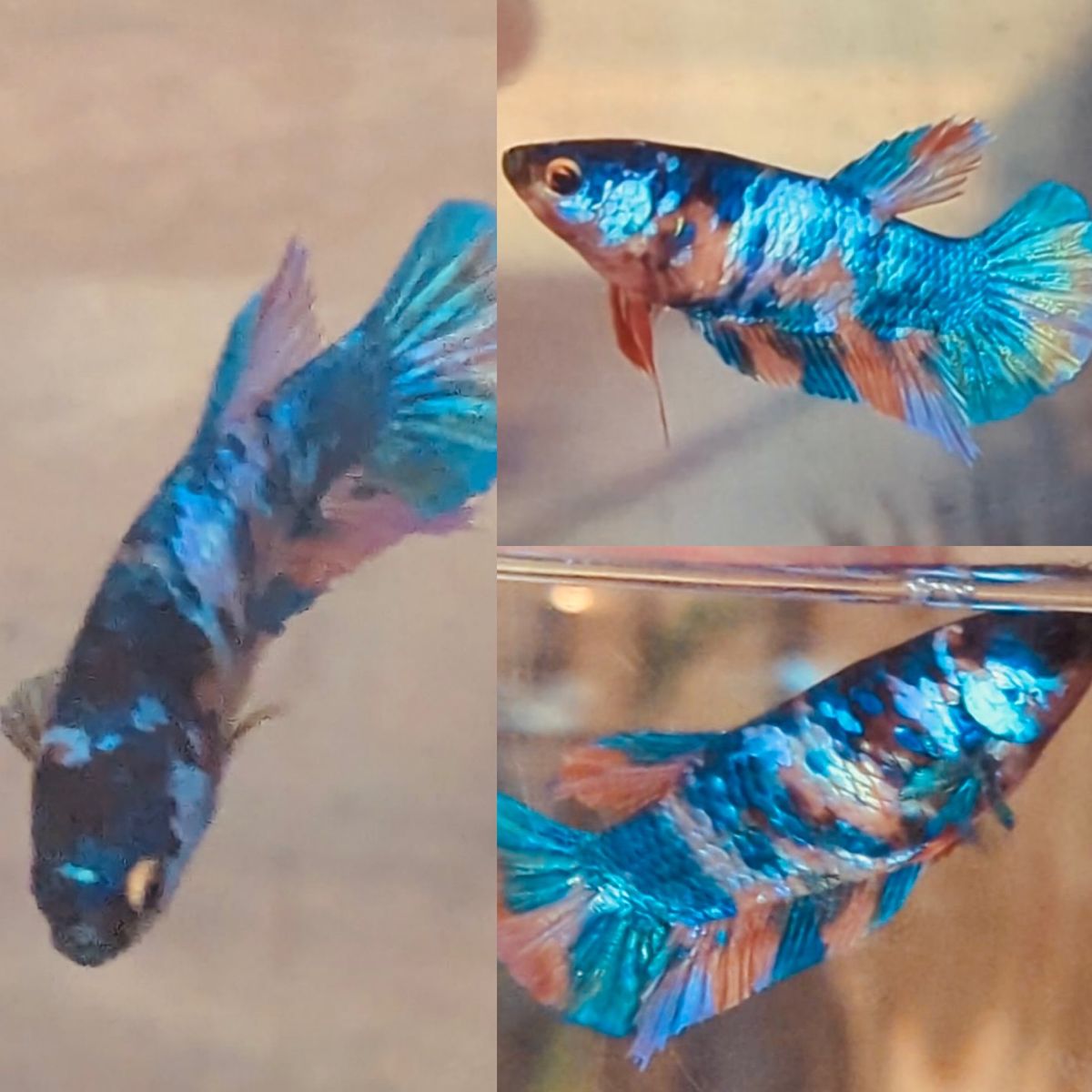 Female Candy Halfmoon Plakat Betta