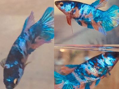 Female Candy Halfmoon Plakat Betta