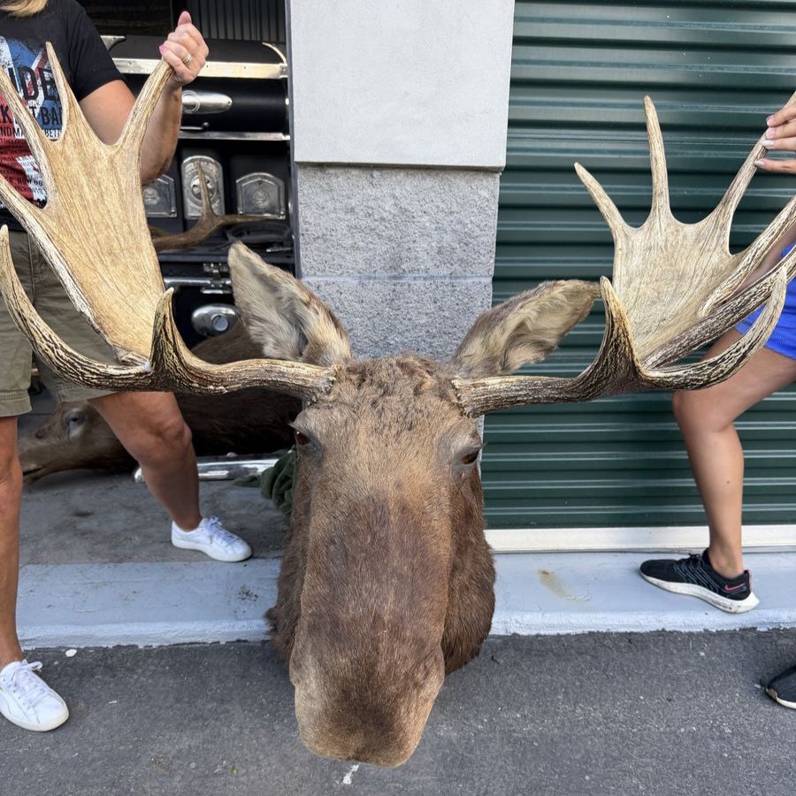 Large Mounted Moose Head Taxidermy Wall Decor - Impressive Antlers