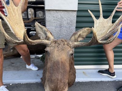Large Mounted Moose Head Taxidermy Wall Decor - Impressive Antlers