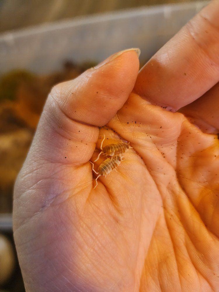 Porcellio Scaber Koi Isopods