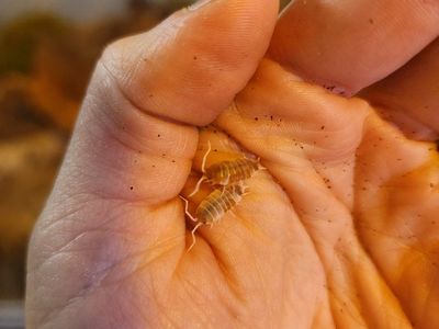 Porcellio Scaber Koi Isopods