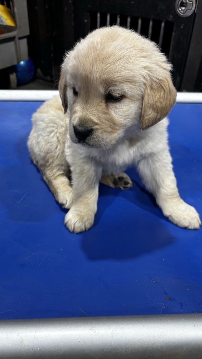 AKC Golden Retriever puppies