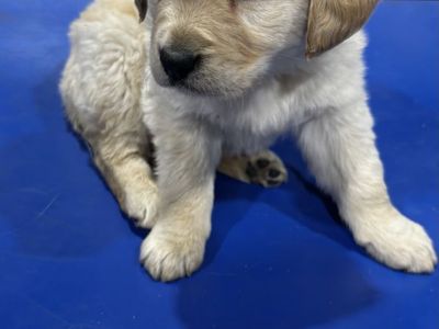 AKC Golden Retriever puppies