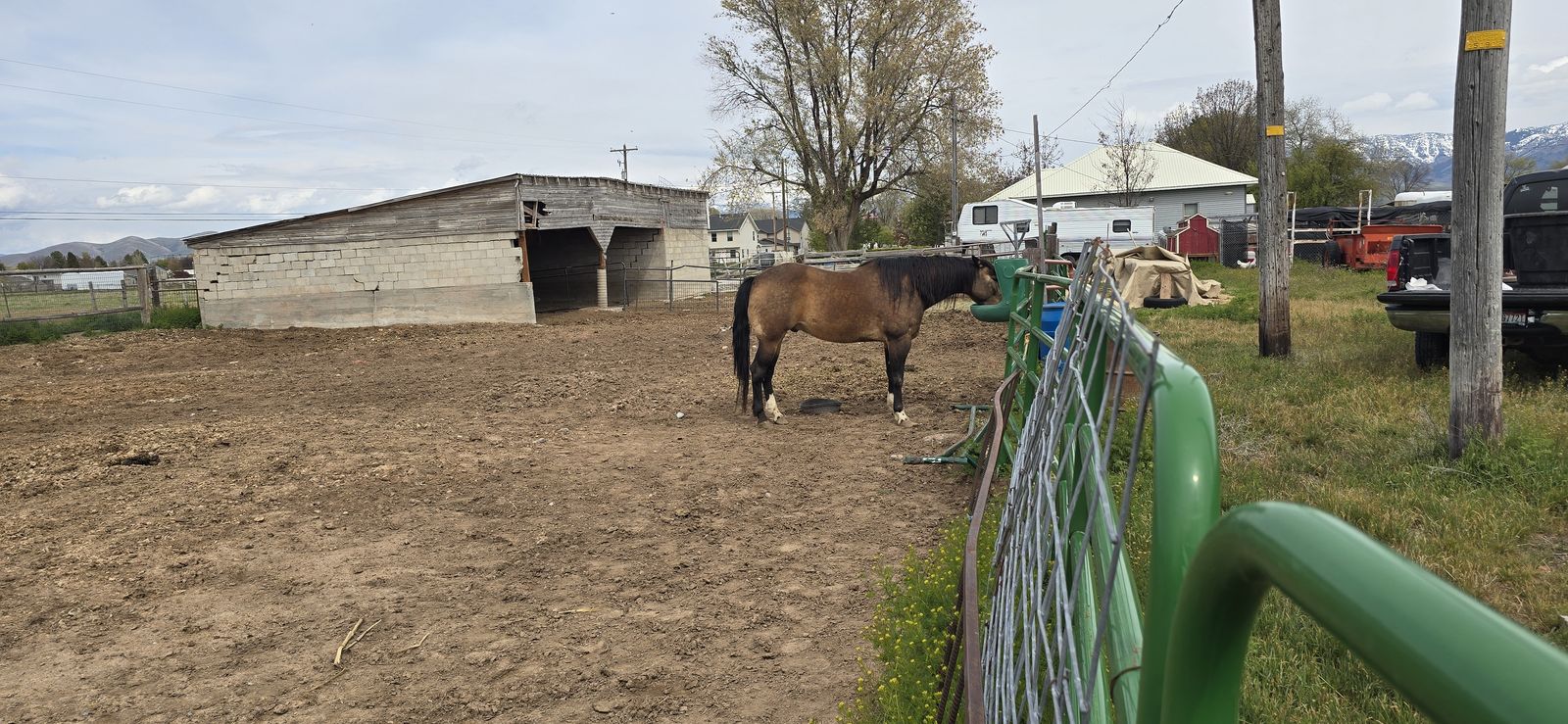11 Year Old Buckskin / Dun