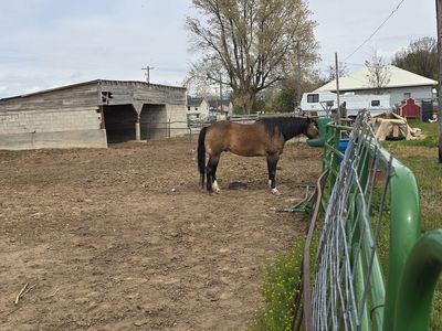 11 Year Old Buckskin / Dun