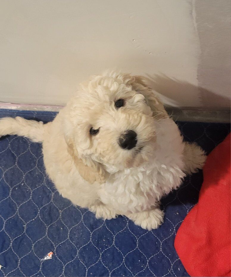 Goldendoodle Puppy