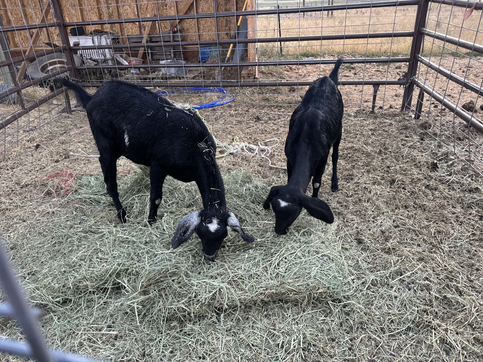 2 goats