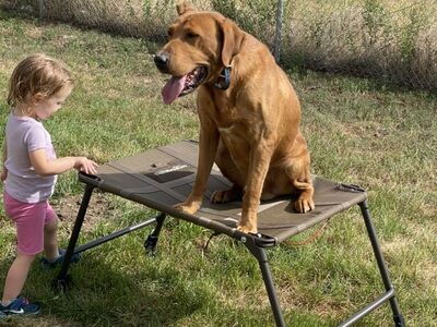 Red Fox Lab And German Short Hair