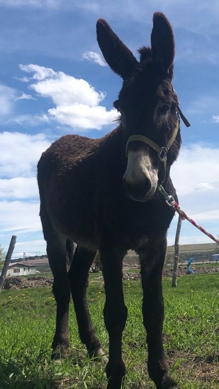 Standard Jack Donkey at Stud