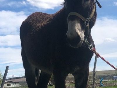 Standard Jack Donkey at Stud