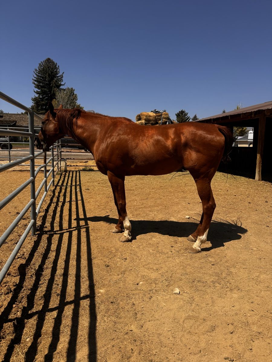 AQHA 16 year old Gelding