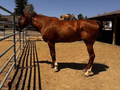 AQHA 16 year old Gelding