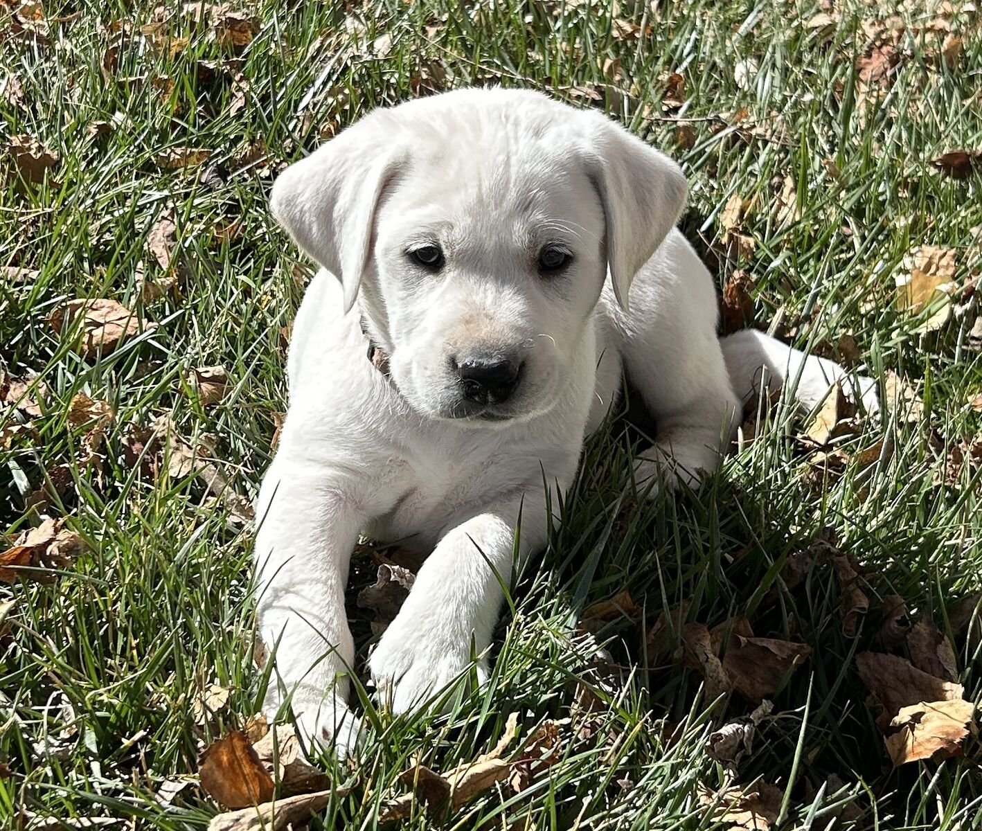 Labrador puppies AKC Registered