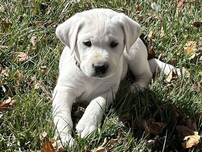 Labrador puppies AKC Registered