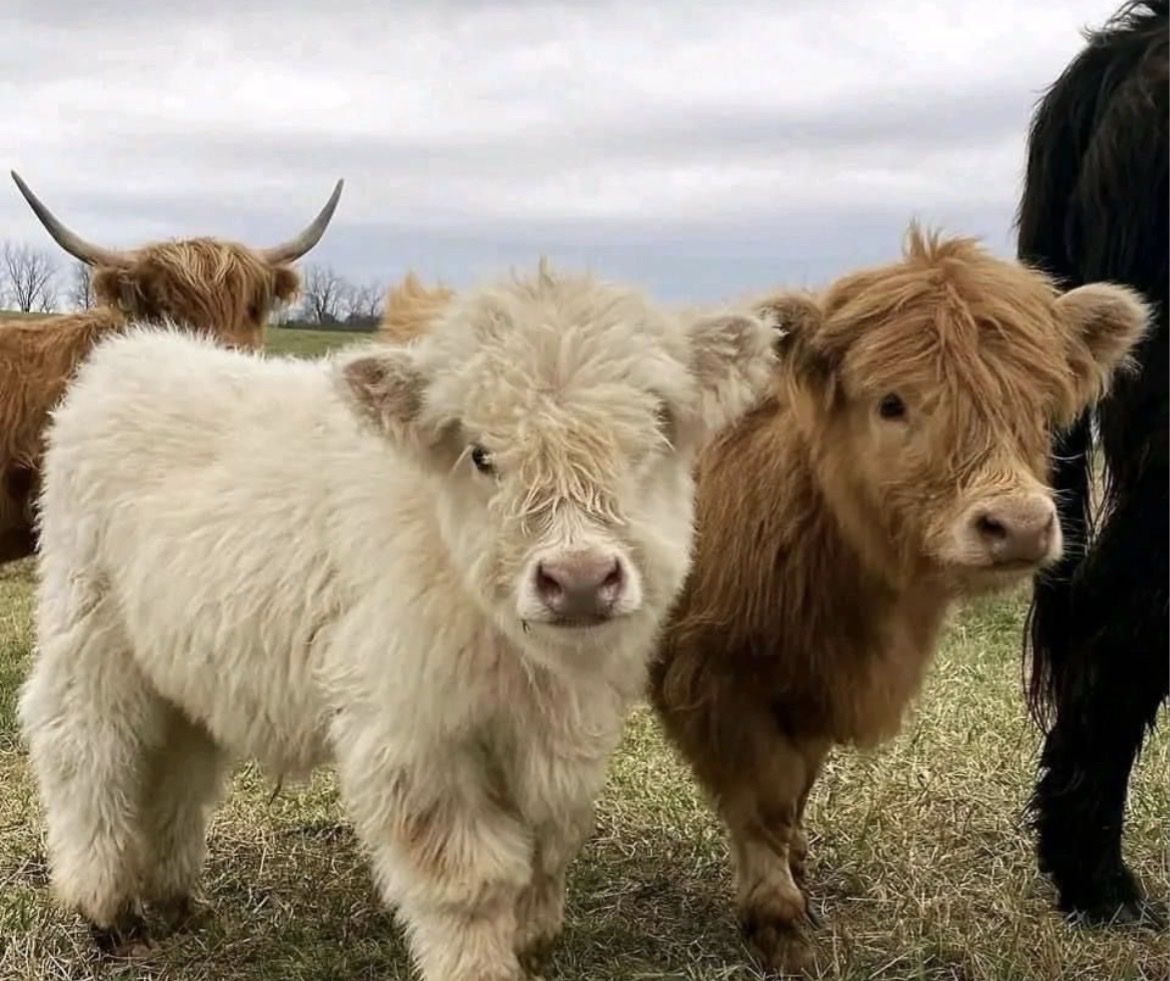 ISO Pasture For Mini Fluffy Cows