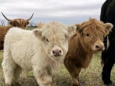 ISO Pasture For Mini Fluffy Cows