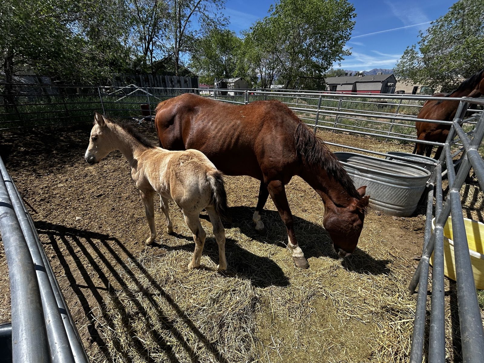 Grade buckskin filly