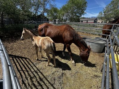 Grade buckskin filly
