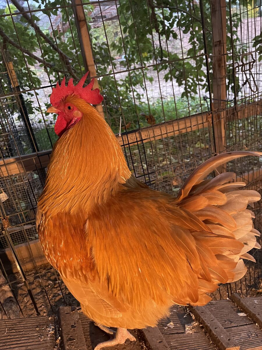 Buff Orpington Rooster