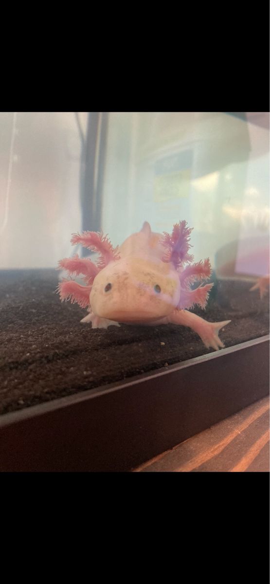 Pet Axolotl - Aquatic Salamander
