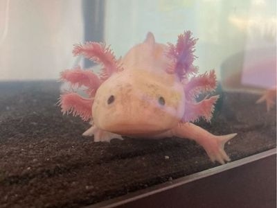 Pet Axolotl - Aquatic Salamander