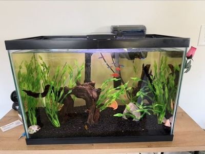 20 gal fish tank