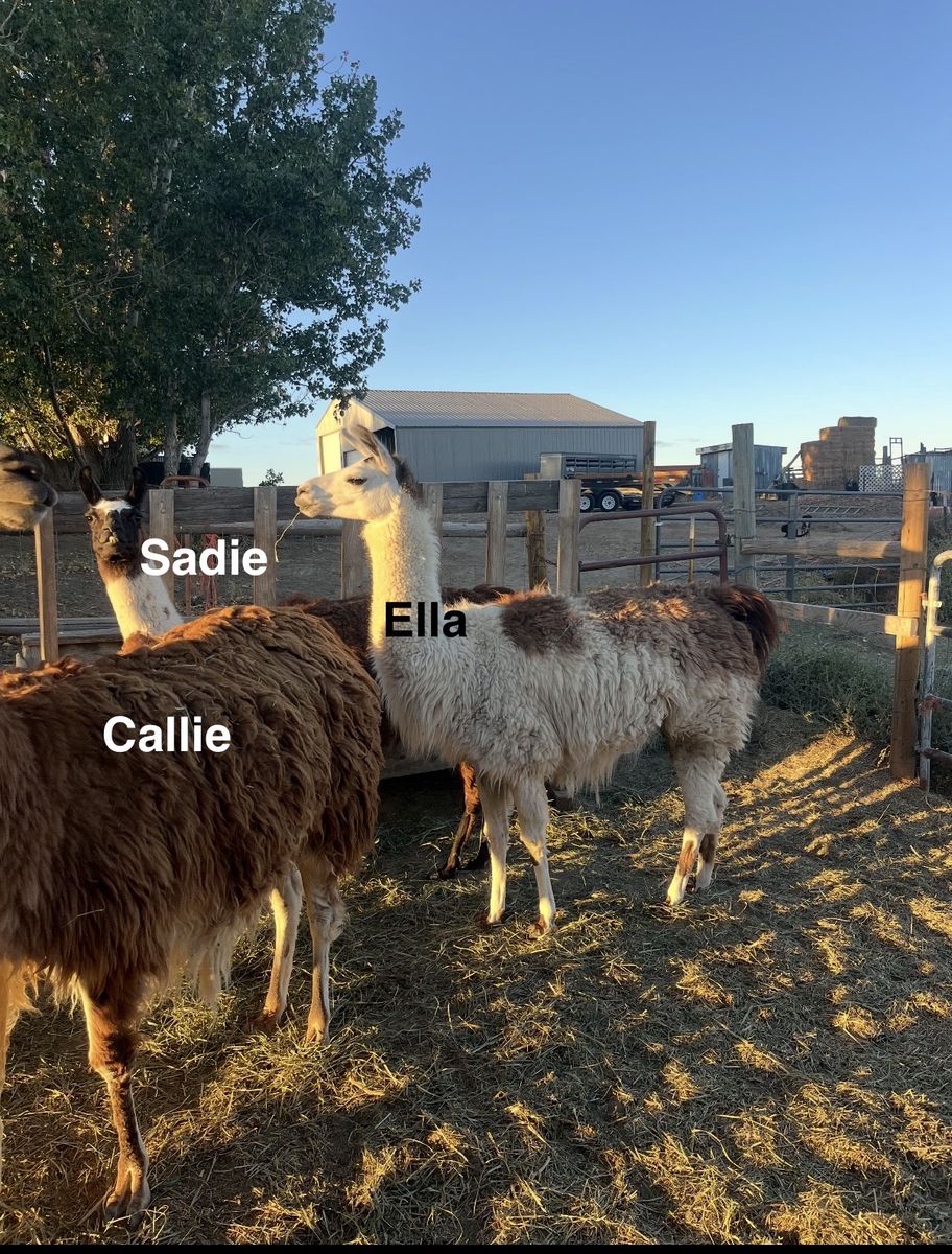 Female Llamas- exposed to stud