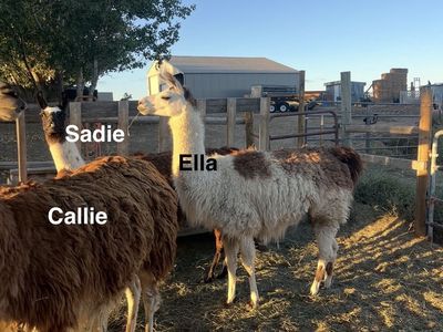 Female Llamas- exposed to stud