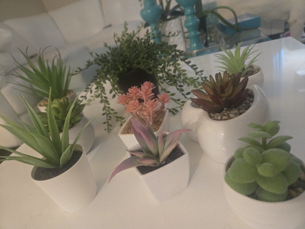 succulents plants