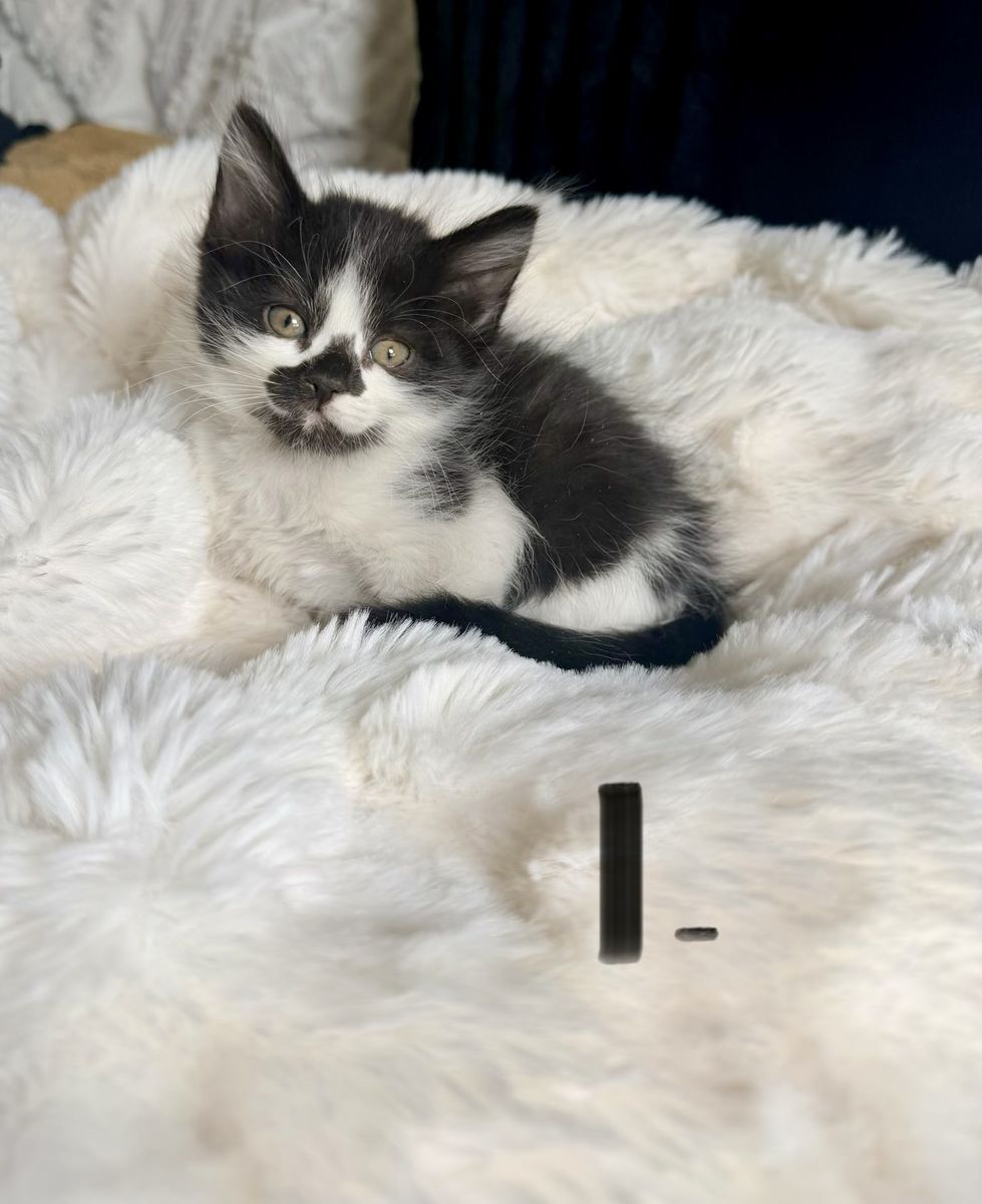 8 Week Old Baby Kittens
