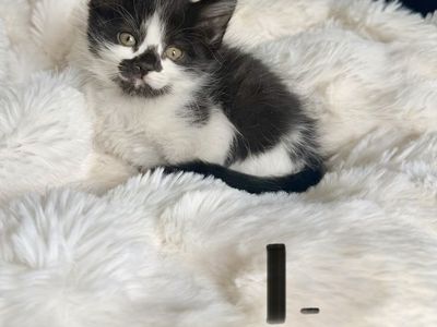8 Week Old Baby Kittens