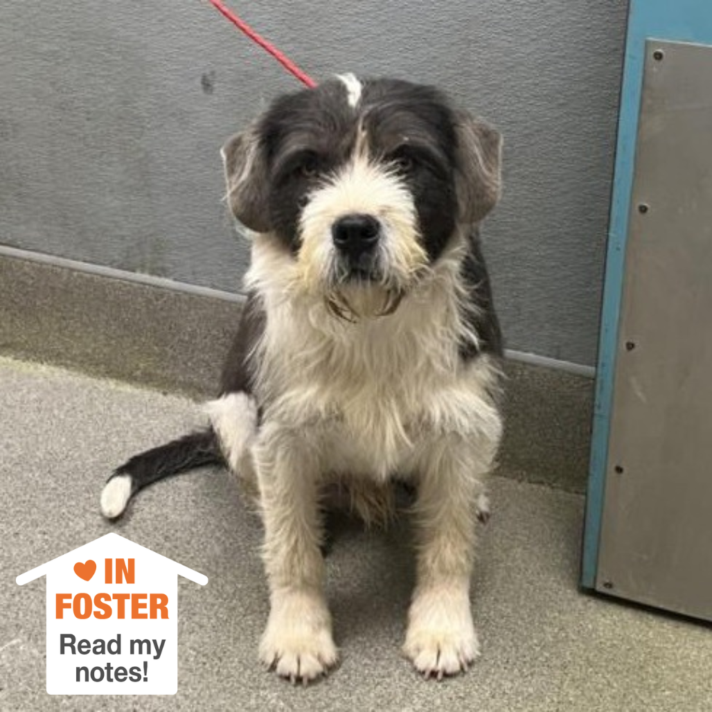 Hello my name is Zoboomafoo