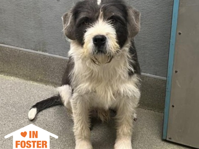 Hello my name is Zoboomafoo