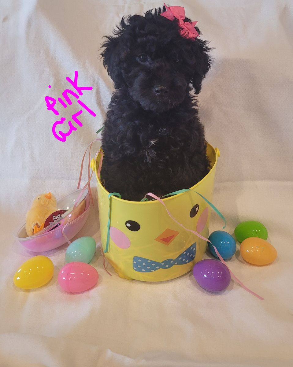 Micro toy female Goldendoodle- looking for her forever family!