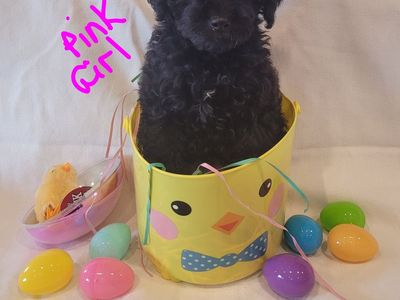 Micro toy female Goldendoodle- looking for her forever family!