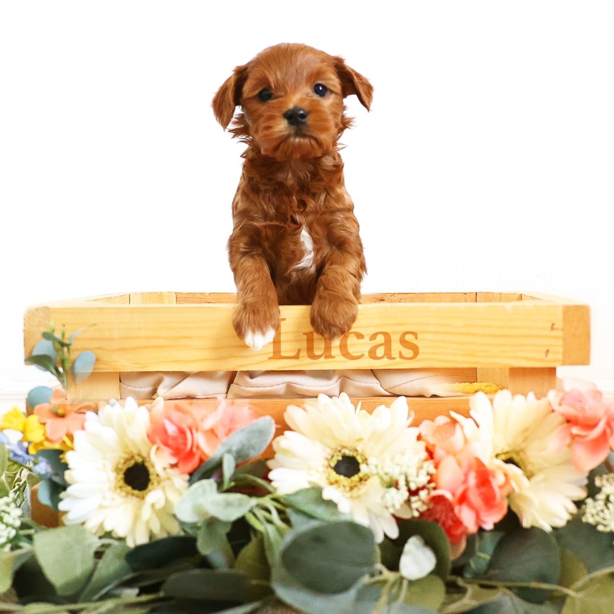 Obedience, Potty, Crate Trained Micro/Petite Goldendoodle Male