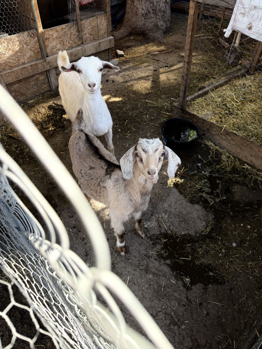 Goats