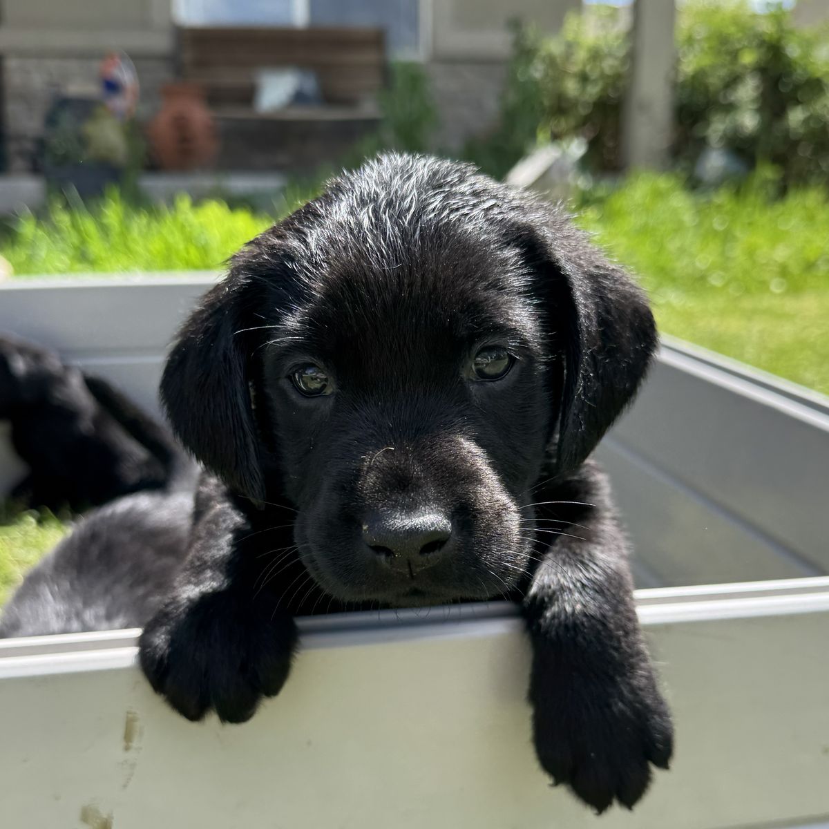 Top-Tier AKC Lab Puppies: Compact, Elite Hunting & Competition Companions
