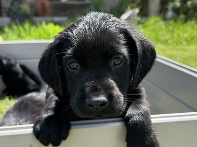 Top-Tier AKC Lab Puppies: Compact, Elite Hunting & Competition Companions