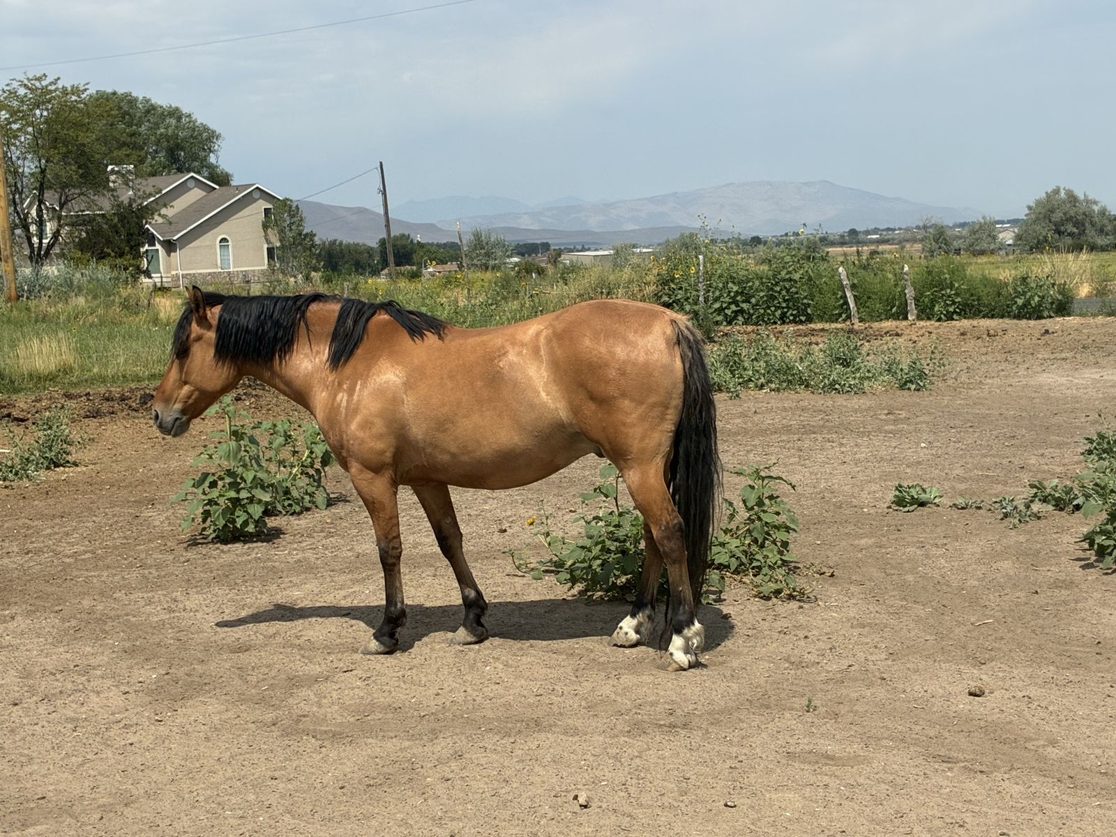 Gilding horse