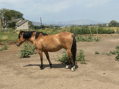 Gilding horse
