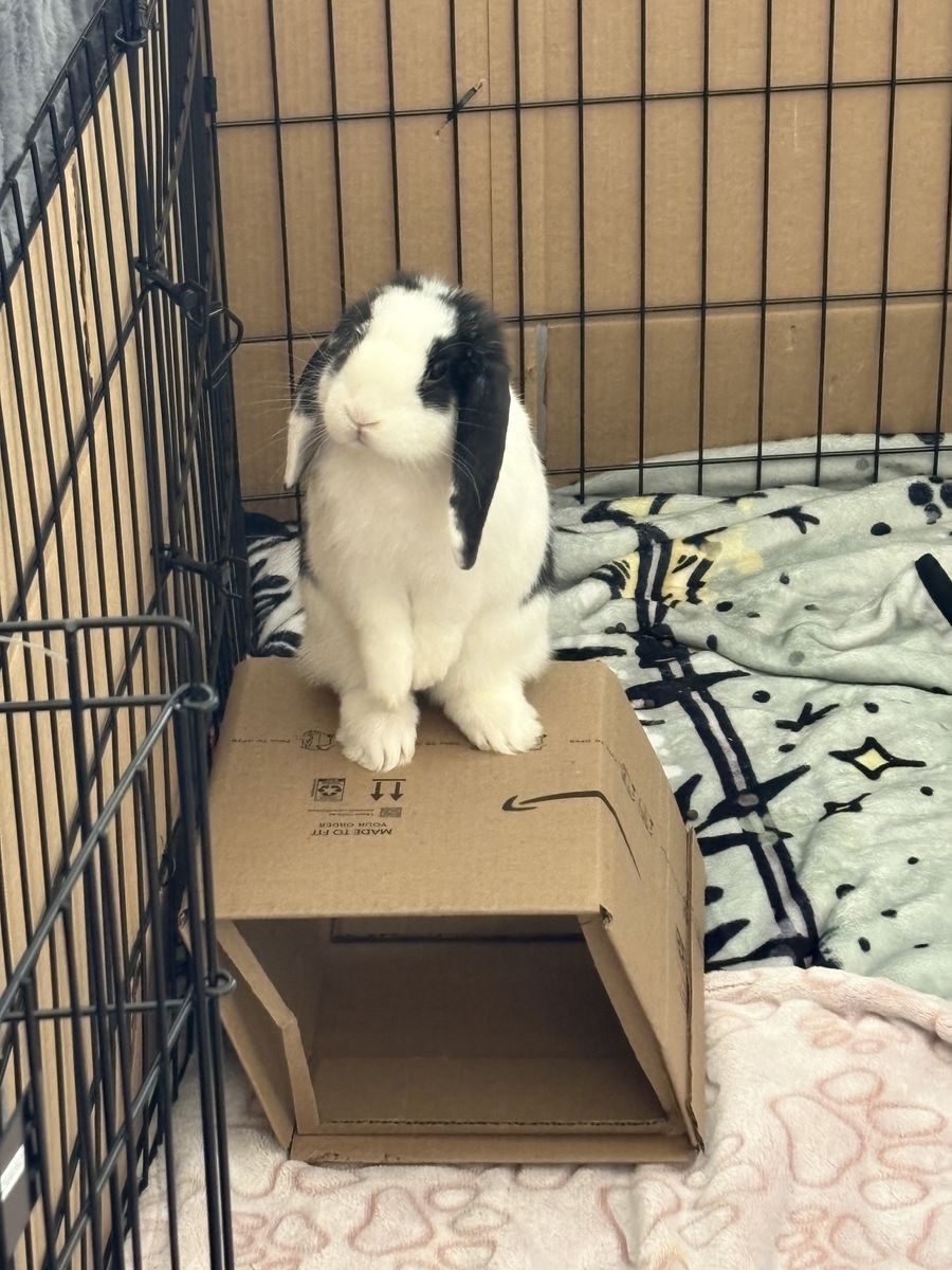 Rehoming Bunny