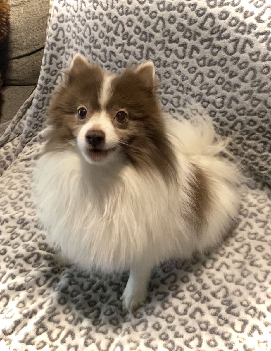 AKC Pomeranian • Dilute Chocolate Parti