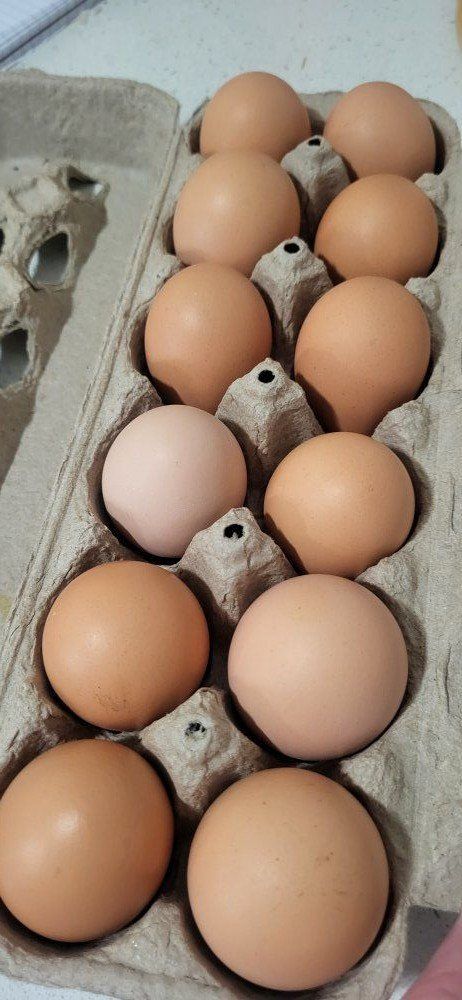 backyard chicken eggs, $5 a dozen